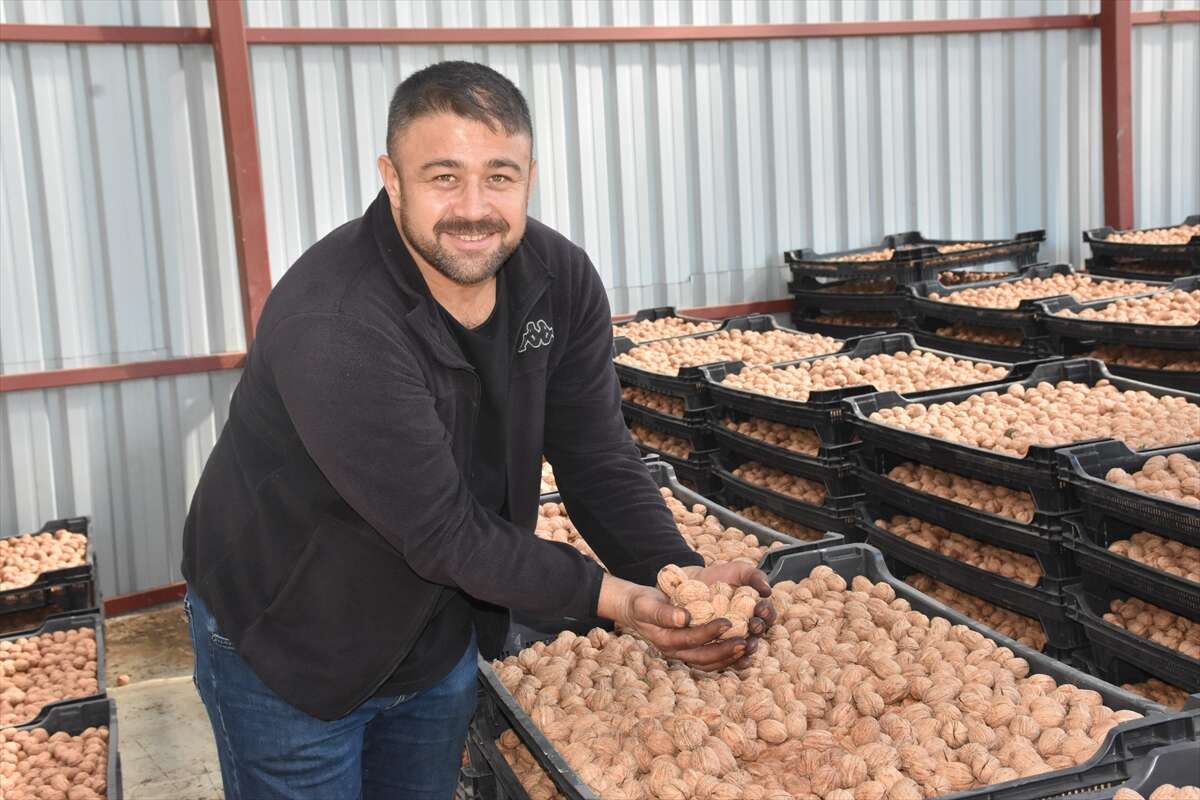100 bin ağaçtan servet değerinde üretim! Konya ve Antep de sıraya giriyor 12